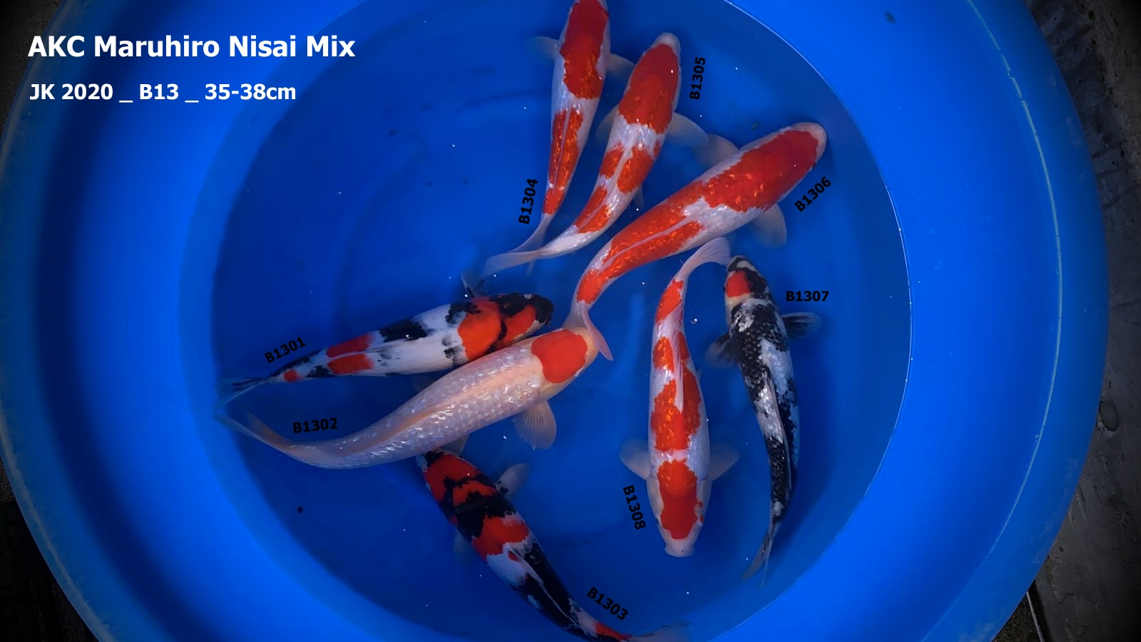 AKC 2020B13 _ Maruhiro_ Nisai Mix